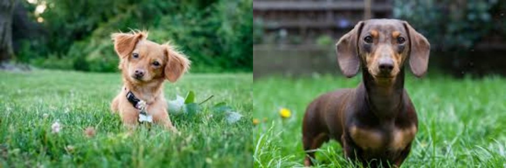 Miniature Dachshund vs Chiweenie - Breed Comparison