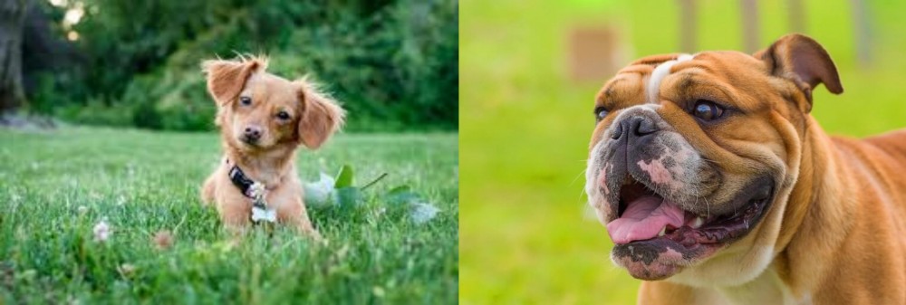 Miniature English Bulldog vs Chiweenie - Breed Comparison