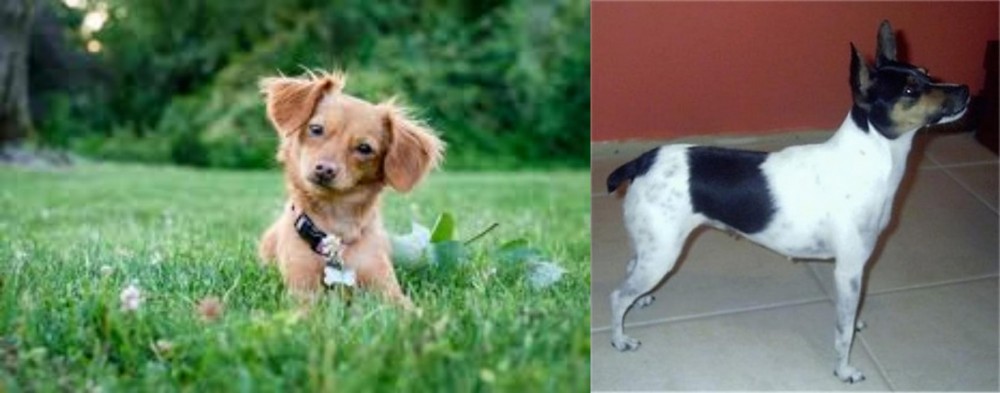 Miniature Fox Terrier vs Chiweenie - Breed Comparison