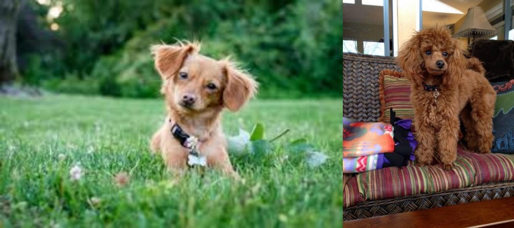 Miniature Poodle vs Chiweenie - Breed Comparison