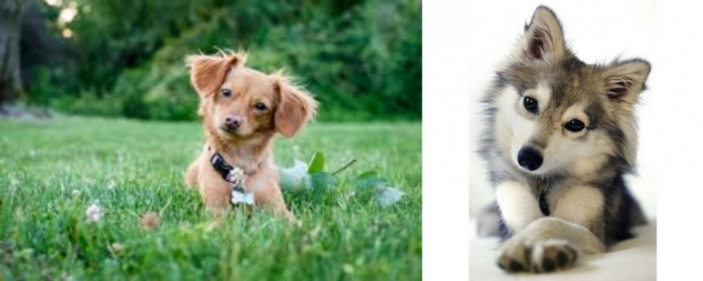 Miniature Siberian Husky vs Chiweenie - Breed Comparison