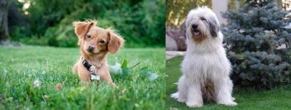 Mioritic Sheepdog vs Chiweenie - Breed Comparison
