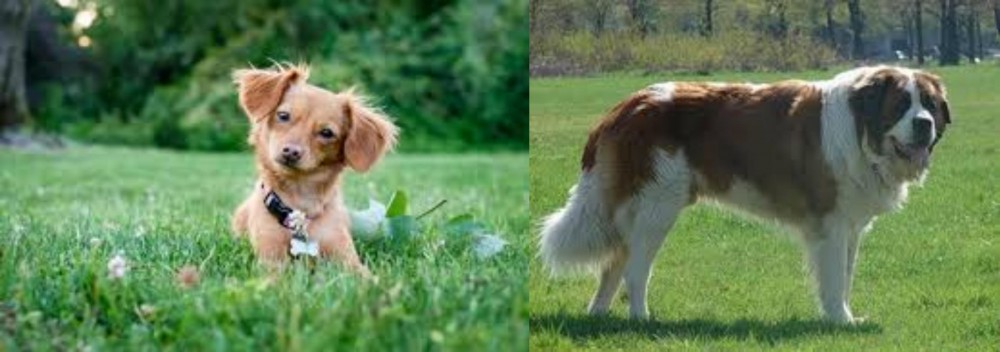 Moscow Watchdog vs Chiweenie - Breed Comparison