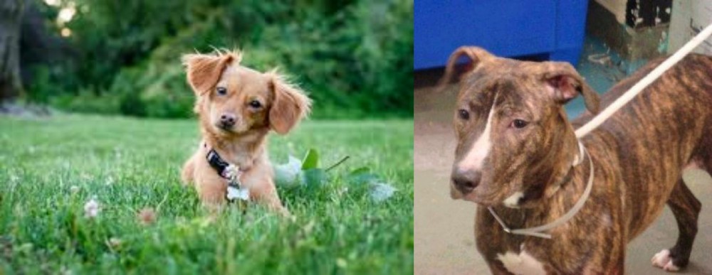 Mountain View Cur vs Chiweenie - Breed Comparison