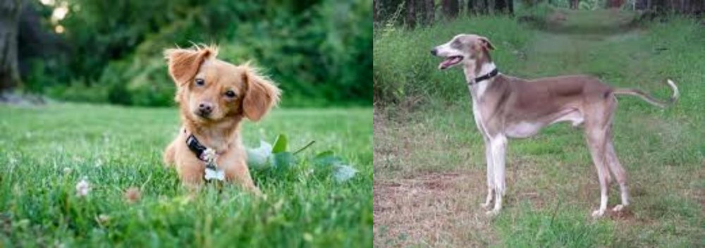 Mudhol Hound vs Chiweenie - Breed Comparison