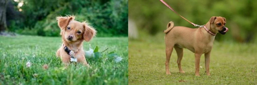Muggin vs Chiweenie - Breed Comparison