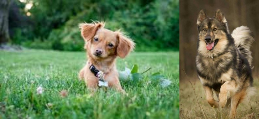 Native American Indian Dog vs Chiweenie - Breed Comparison