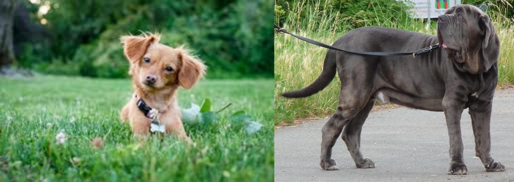 Neapolitan Mastiff vs Chiweenie - Breed Comparison