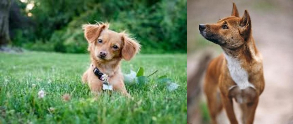 New Guinea Singing Dog vs Chiweenie - Breed Comparison