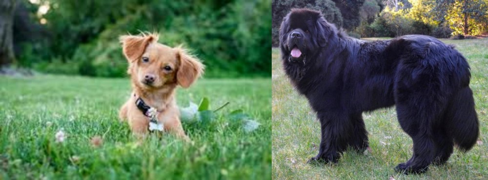 Newfoundland Dog vs Chiweenie - Breed Comparison