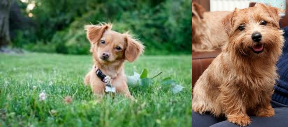 Norfolk Terrier vs Chiweenie - Breed Comparison