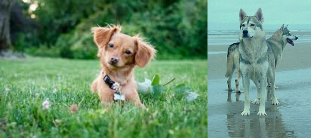 Northern Inuit Dog vs Chiweenie - Breed Comparison