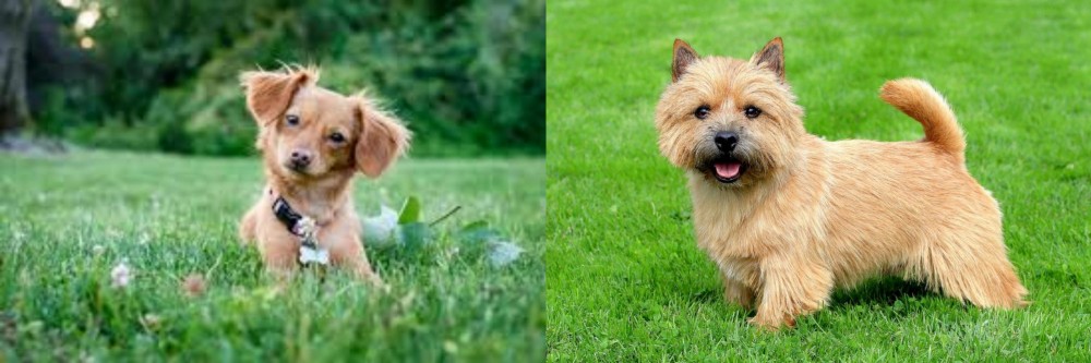 Norwich Terrier vs Chiweenie - Breed Comparison