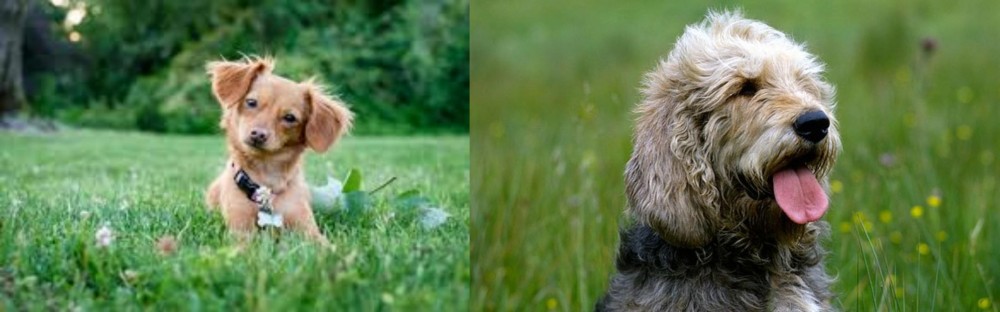 Otterhound vs Chiweenie - Breed Comparison