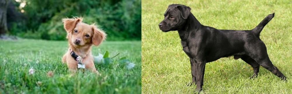 Patterdale Terrier vs Chiweenie - Breed Comparison