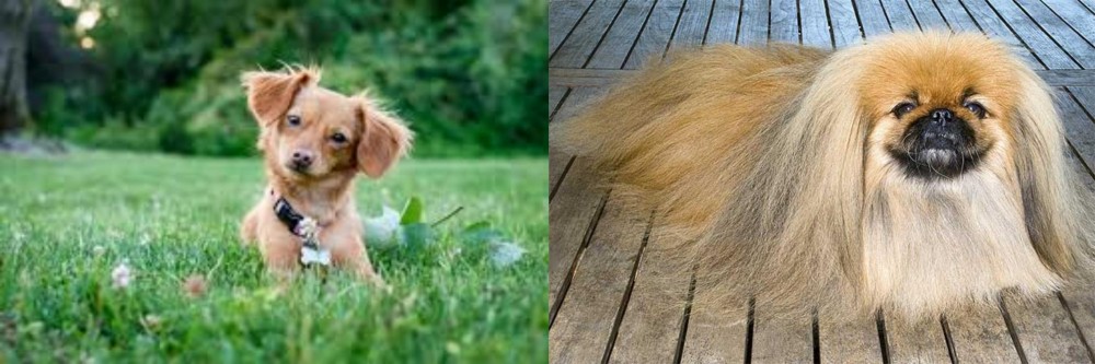 Pekingese vs Chiweenie - Breed Comparison