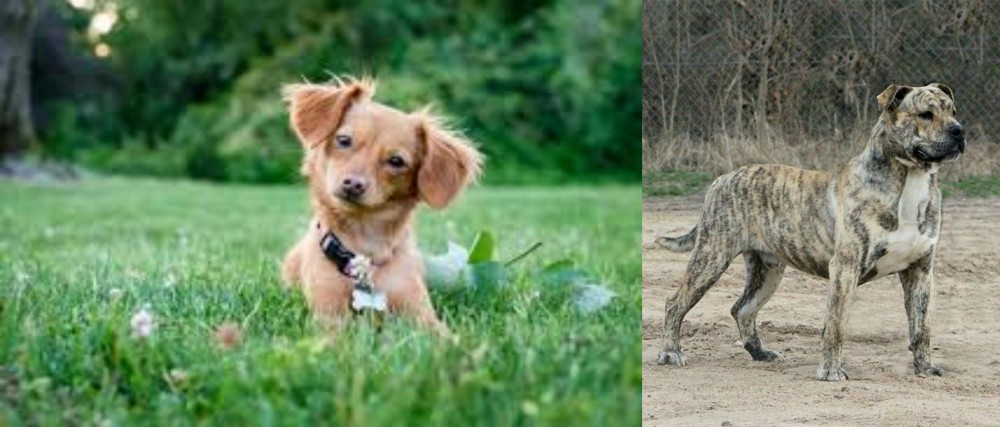 Perro de Presa Mallorquin vs Chiweenie - Breed Comparison