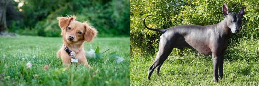 Peruvian Hairless vs Chiweenie - Breed Comparison