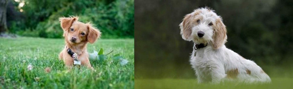 Petit Basset Griffon Vendeen vs Chiweenie - Breed Comparison