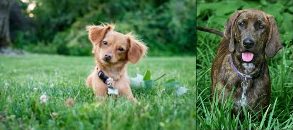 Plott Hound vs Chiweenie - Breed Comparison