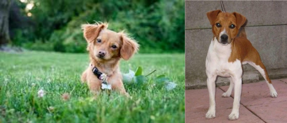 Plummer Terrier vs Chiweenie - Breed Comparison