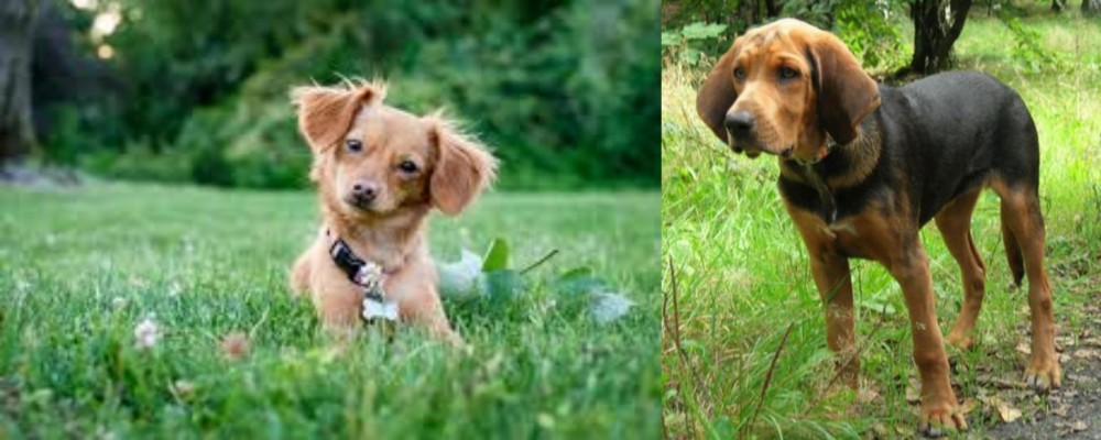Polish Hound vs Chiweenie - Breed Comparison