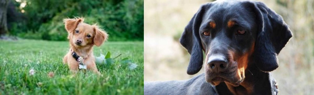 Polish Hunting Dog vs Chiweenie - Breed Comparison