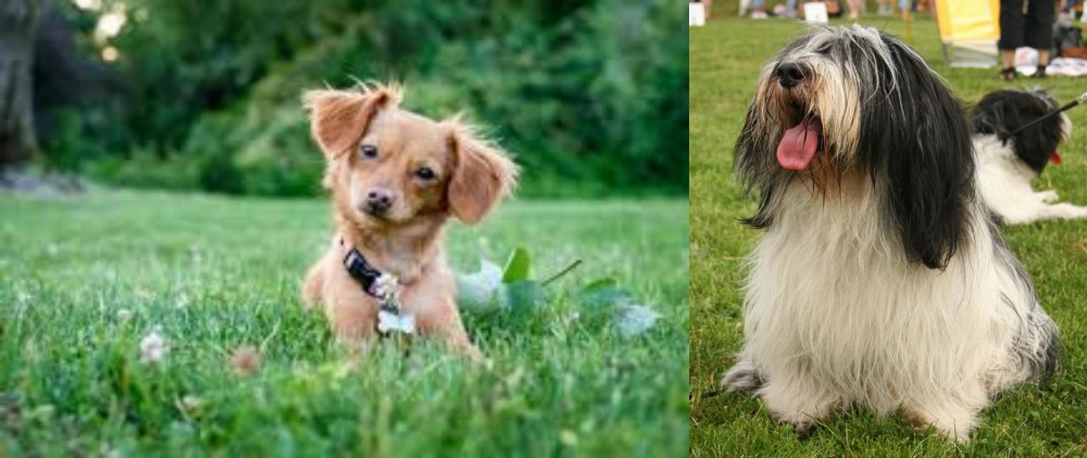 Polish Lowland Sheepdog vs Chiweenie - Breed Comparison