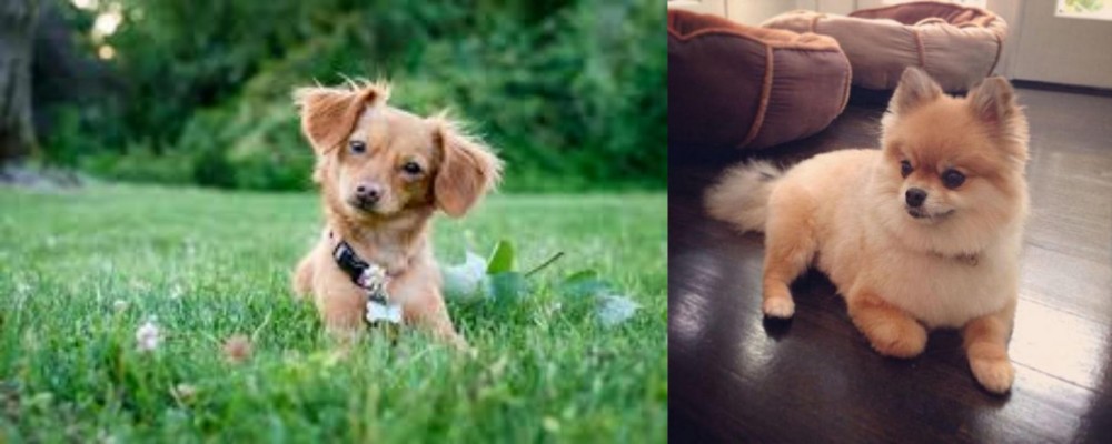 Pomeranian vs Chiweenie - Breed Comparison