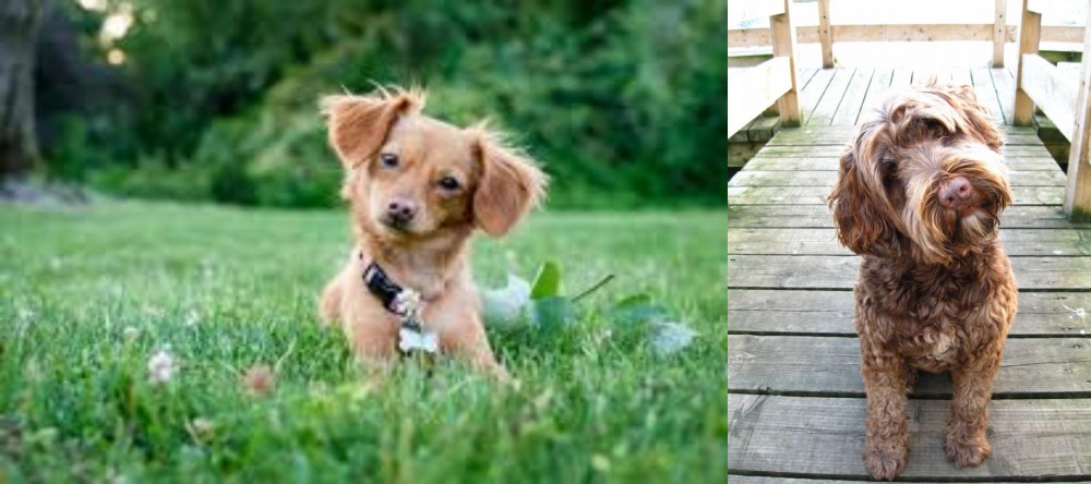 Portuguese Water Dog vs Chiweenie - Breed Comparison