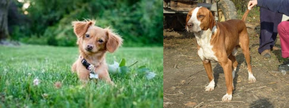 Posavac Hound vs Chiweenie - Breed Comparison