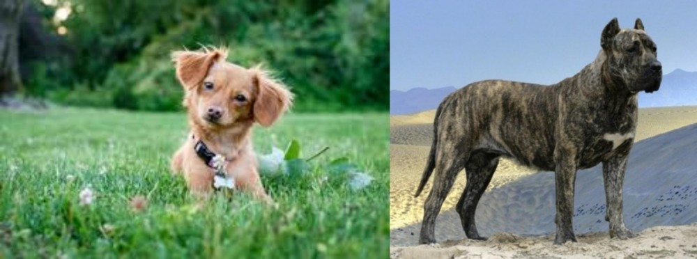 Presa Canario vs Chiweenie - Breed Comparison