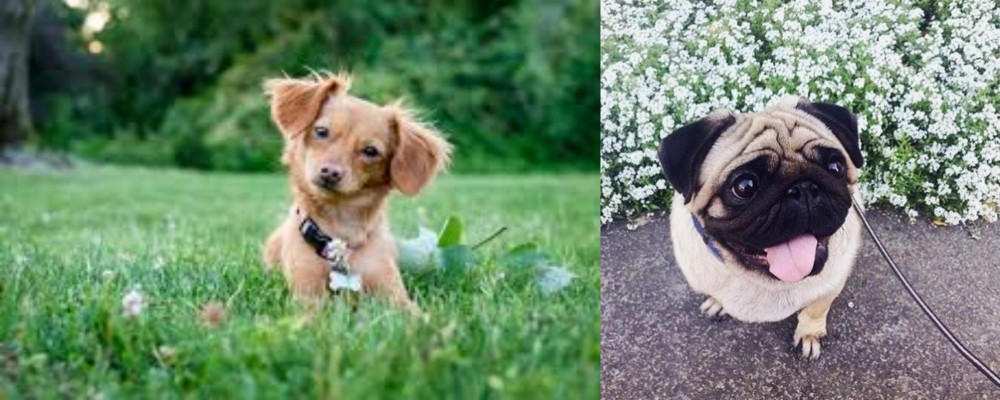 Pug vs Chiweenie - Breed Comparison