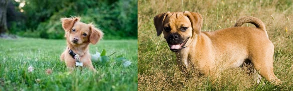 Puggle vs Chiweenie - Breed Comparison