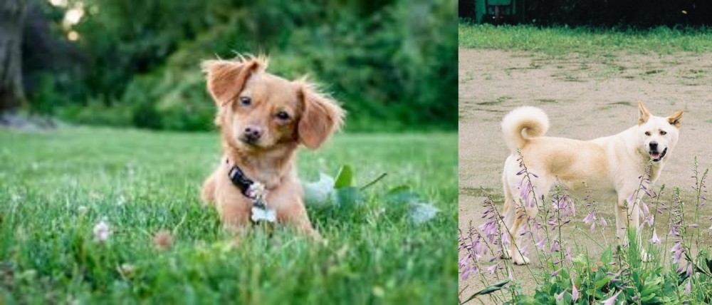Pungsan Dog vs Chiweenie - Breed Comparison