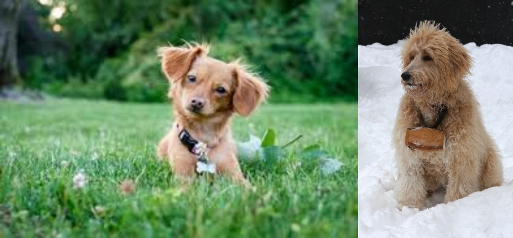 Pyredoodle vs Chiweenie - Breed Comparison