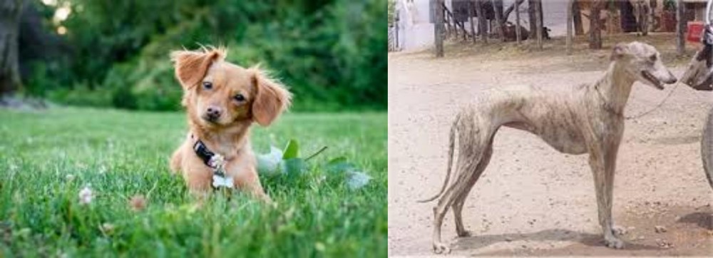 Rampur Greyhound vs Chiweenie - Breed Comparison