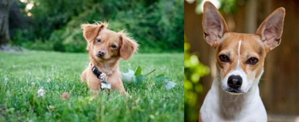 Rat Terrier vs Chiweenie - Breed Comparison