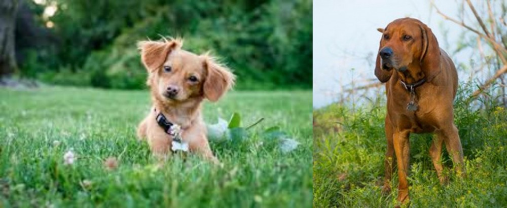 Redbone Coonhound vs Chiweenie - Breed Comparison