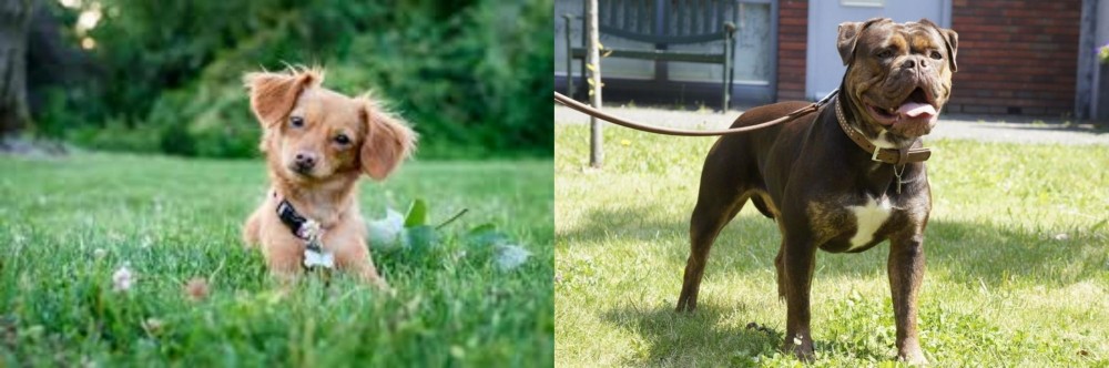 Renascence Bulldogge vs Chiweenie - Breed Comparison