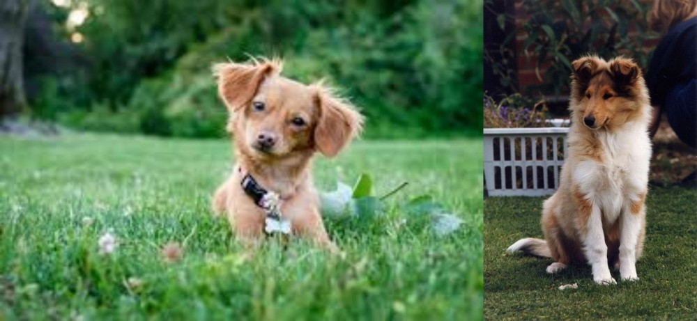Rough Collie vs Chiweenie - Breed Comparison