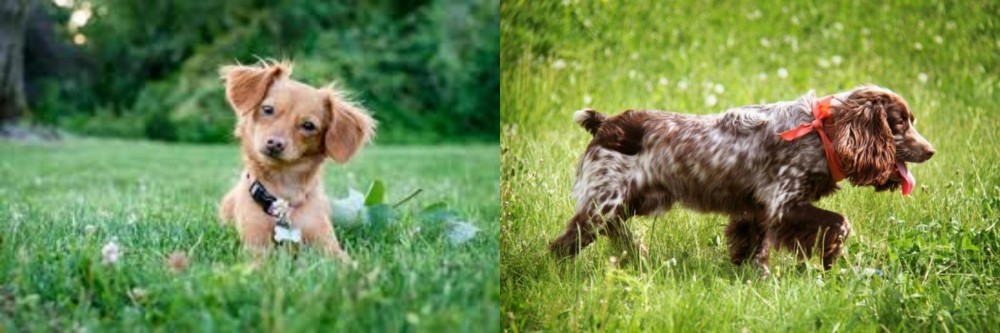 Russian Spaniel vs Chiweenie - Breed Comparison