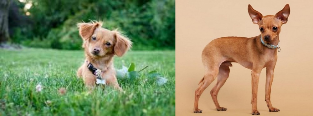 Russian Toy Terrier vs Chiweenie - Breed Comparison