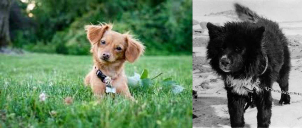 Sakhalin Husky vs Chiweenie - Breed Comparison