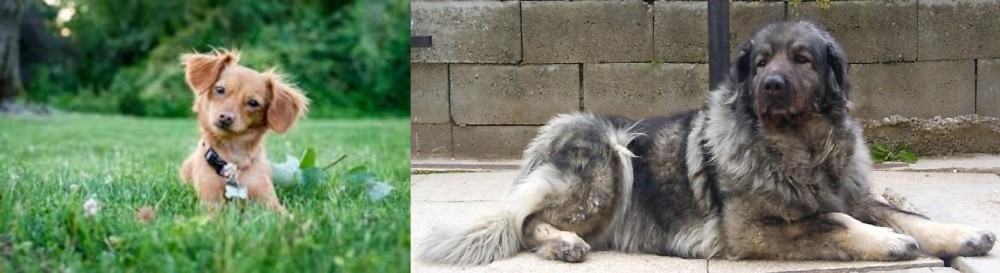 Sarplaninac vs Chiweenie - Breed Comparison