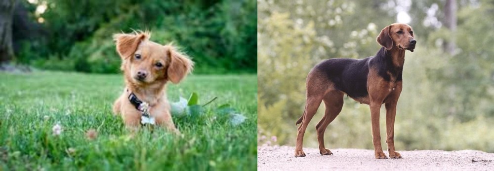 Schillerstovare vs Chiweenie - Breed Comparison