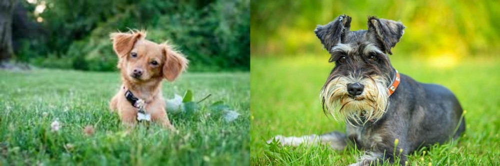 Schnauzer vs Chiweenie - Breed Comparison