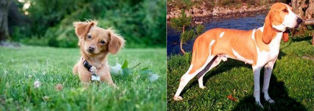 Schweizer Laufhund vs Chiweenie - Breed Comparison