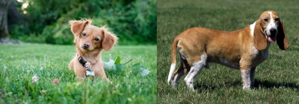 Schweizer Niederlaufhund vs Chiweenie - Breed Comparison
