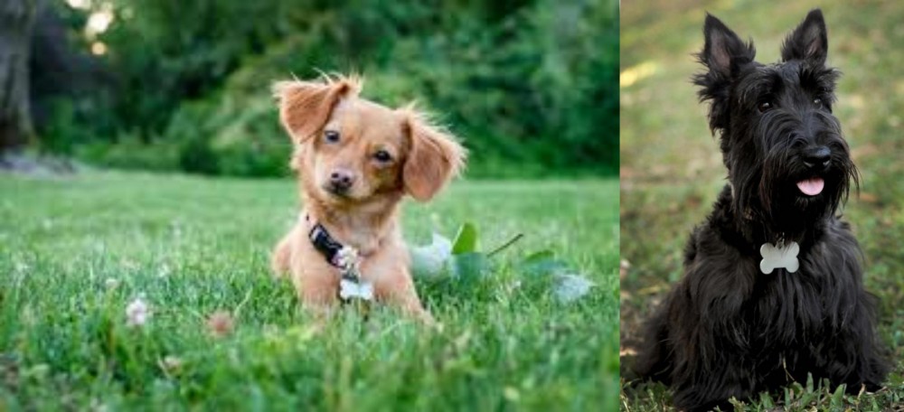 Scoland Terrier vs Chiweenie - Breed Comparison